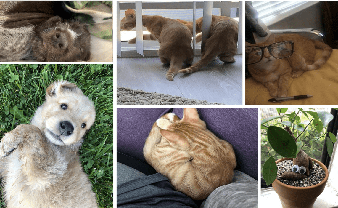 The pets of Motive Power
